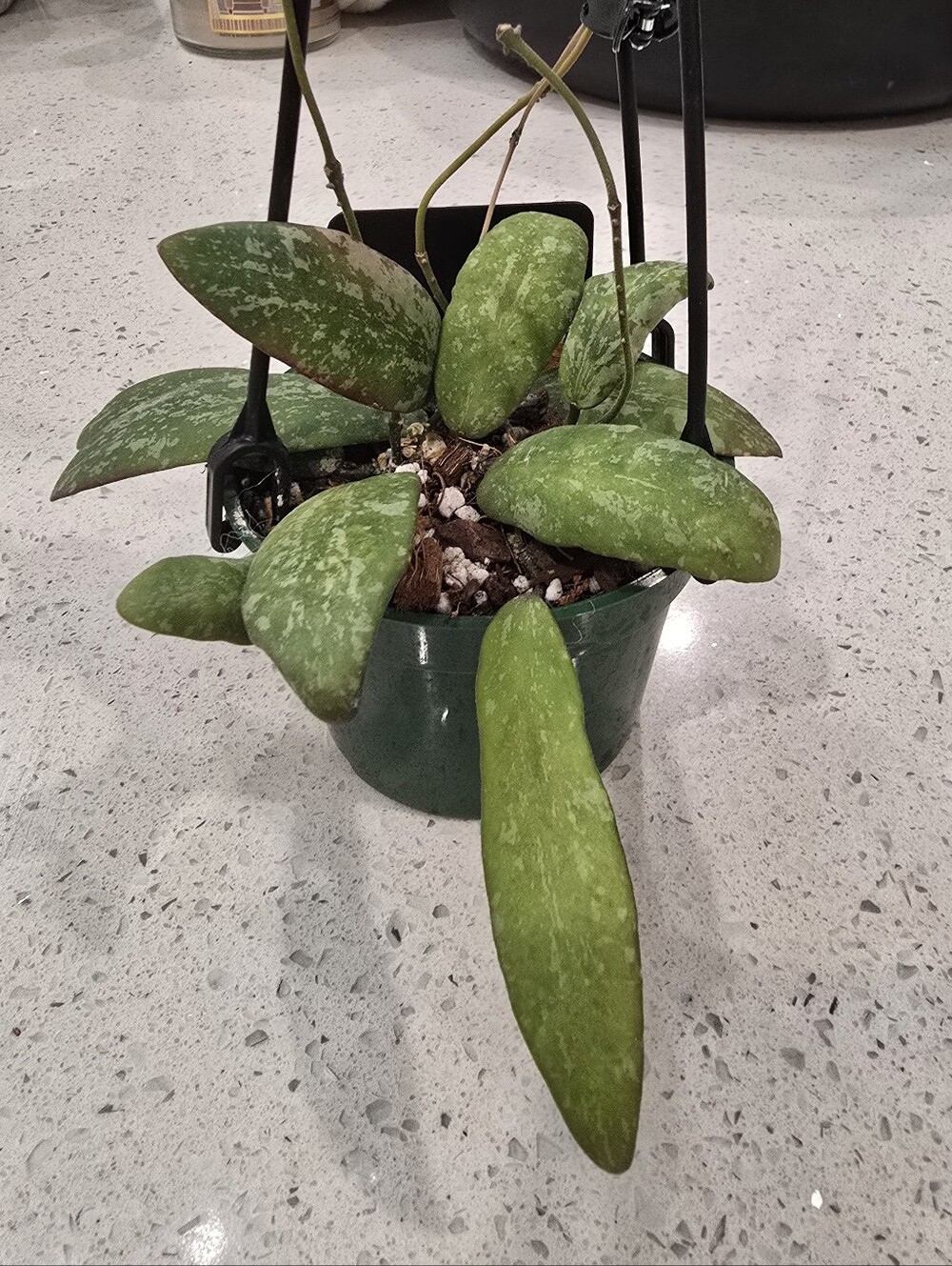 Hoya Sigillatis Borneo Round Form